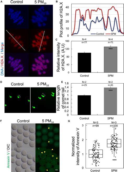 Frontiers Particulate Matter Exposure During Oocyte Maturation Cell