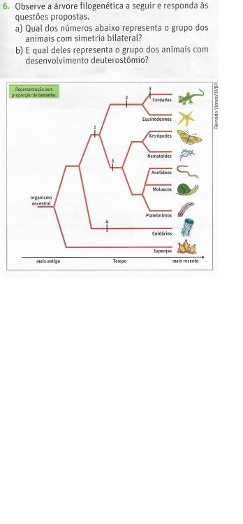 Observe A Rvore Filogen Tica A Seguir E Responda S Quest Es