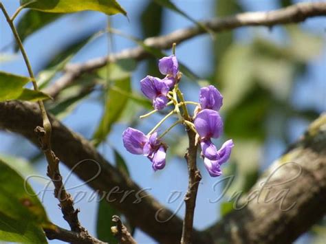 Bolusanthus Speciosus African Wisteria Tree