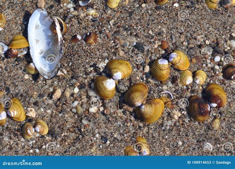 Shells From River Stock Image Image Of Summer River 108914653