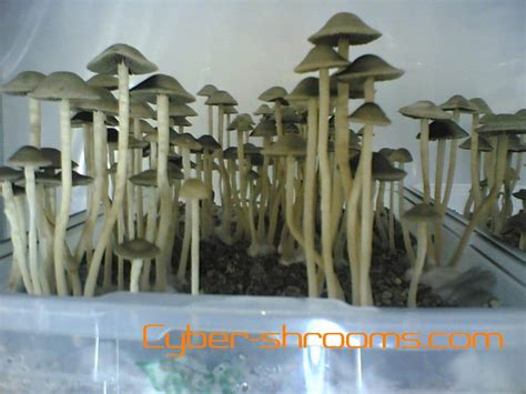 Panaeolus Tropicalis Copelandia Hawaians Cyber Shrooms