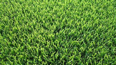 Zoysia Grass Dickerson Landscaping