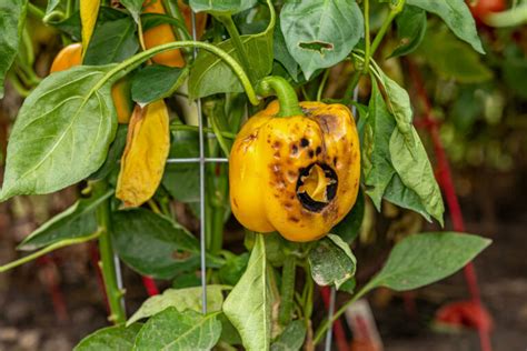 Paprika überwintern So gelingt es in 2 Schritten