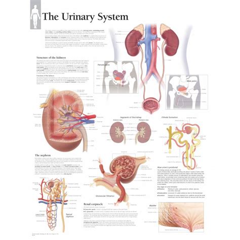 Male And Female Urinary System Diagram