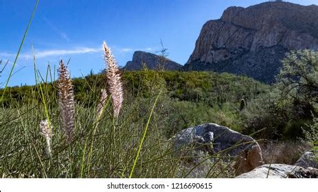 Buffel Grass Buffelgrass Invasive Species Growing Stock Photo ...