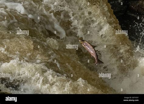 Atlantic Salmon Salmo Salar Migrating Up The River Almond Perth