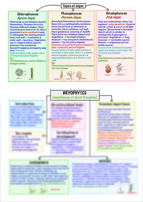 Plantae Kingdom Chart