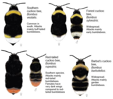 English Plants: BUMBLEBEE IDENTIFICATION