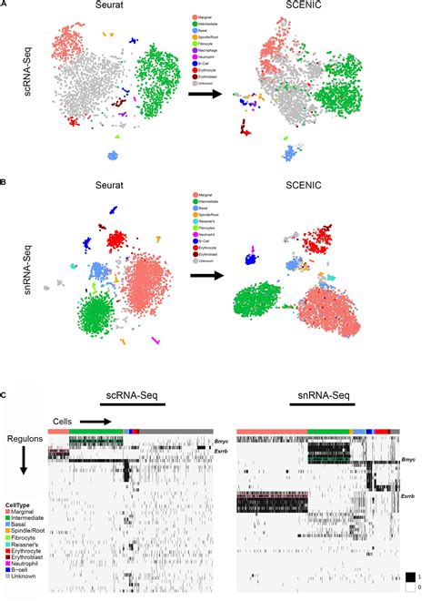 Frontiers Single Cell And Single Nucleus Rna Seq Reveal Cellular