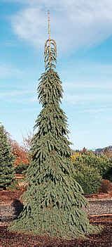 Spruce White Weeping Campbell S Nursery