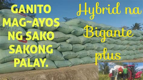 Harvesting Ricebigante Plus Paano Magayos Nang Sako Sakong Palay