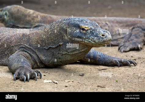 Dragon De Komodo Varanus Komodoensis Avec La Salive S Coule De La