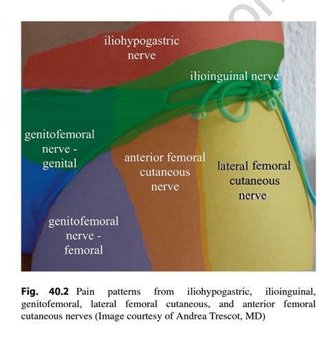 Ilioinguinal Nerve Distribution