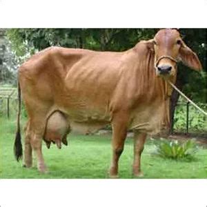 High Milk Capacity Sahiwal Cow At 50000 00 INR In Karnal Sarav Arya