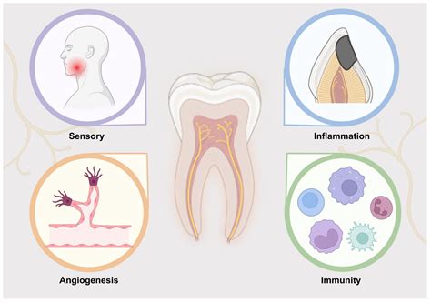 Neural Regeneration in Regenerative Endodontic Treatment: An Overview