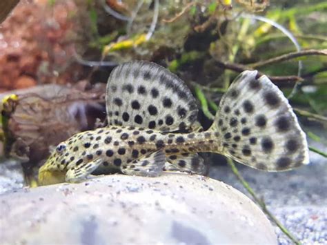 Pleco ׀ Ranger Discus Rive Sud │ Poissons Exotiques