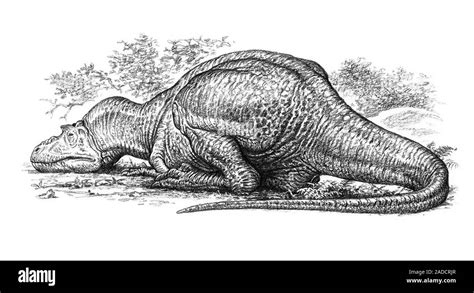 Albertosaurus dinosaur sleeping, illustration. Albertosaurus fossils have been found in western ...