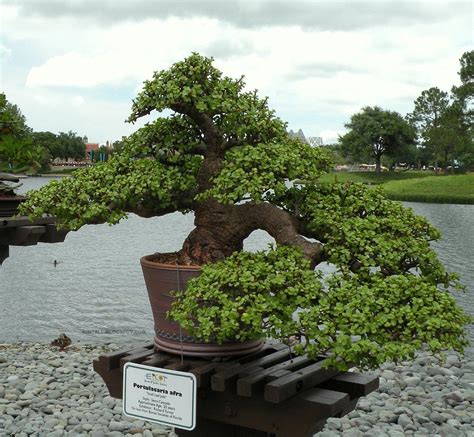 Jade Bonsai Indoor Bonsai Tree Indoor Bonsai