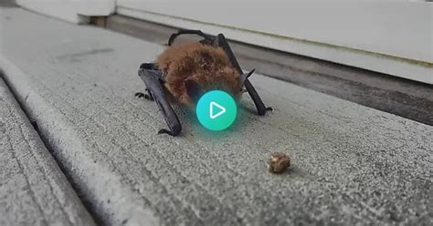 Injured Bat Mlems Rbats