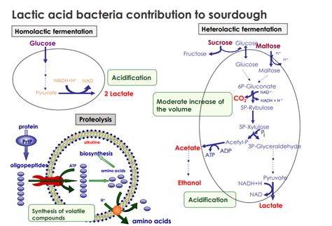 Microbial Metabolism Diagram Quizlet