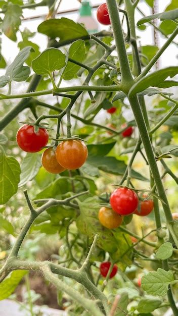 Pequeños tomates rojos y amarillos maduros en una rama Foto Premium