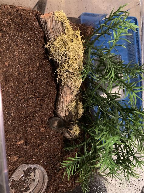 Just Added This Beauty To My Collection Rtarantulas