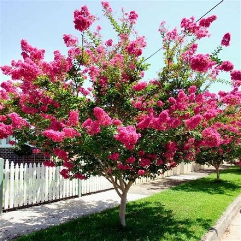 8 Must Have Glamour Trees For Unforgettable Spring Talkdecor Flowering Trees Small