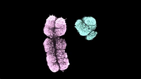 Unraveling The Mysteries Of The Male Chromosome Decoding The Y