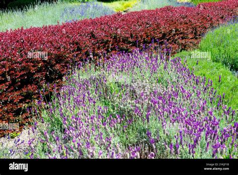 Red Low Cut Hedge Berberis Thunbergii Bagatelle Japanese Barberry
