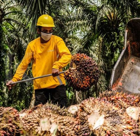 Astra Agro Lestari AALI Bakal Bagikan Dividen Rp 153 Per Saham