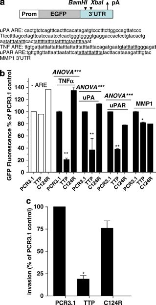 Ttp Regulation Of Expression Of Egfp Reporter Activity And Invasion Download Scientific Diagram