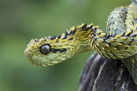 Spiny Bush Viper Facts