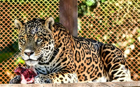 Yacyret Comprometida Con El Cuidado Y Preservaci N De La Fauna Y