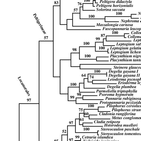 One Of Two Most Parsimonious Trees Resulting From The Phylogenetic Download Scientific Diagram