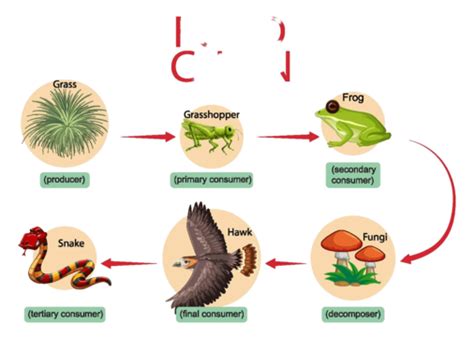 Food Chain Diagram Concept Hawk Diagram Safari Vector Hawk Diagram