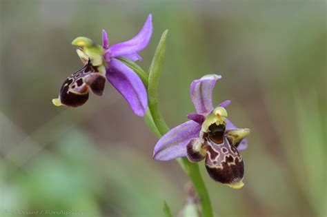 Florealpes Ophrys Scolopax Subsp Scolopax Ophrys Bécasse