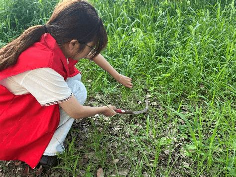 “助力乡村振兴，贡献青春力量”希望田野队在行动王宇炜汤璨青年