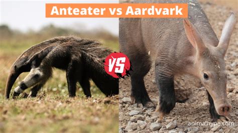 Giant Anteater vs Aardvark: What is the difference? - Animal Hype