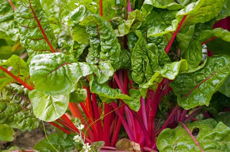 Низкоуглеводные продукты - Продукты для низкоуглеводной диеты