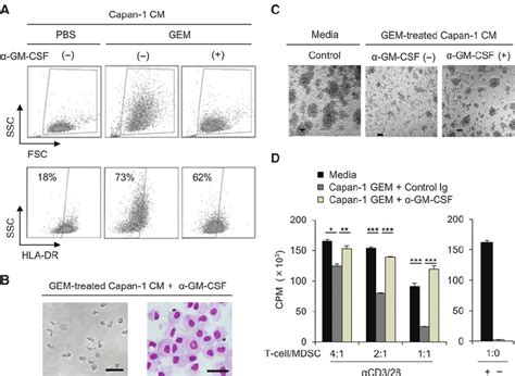 Blockade Of Gm Csf Contributes To The Reversal Of Morphologic And Download Scientific Diagram