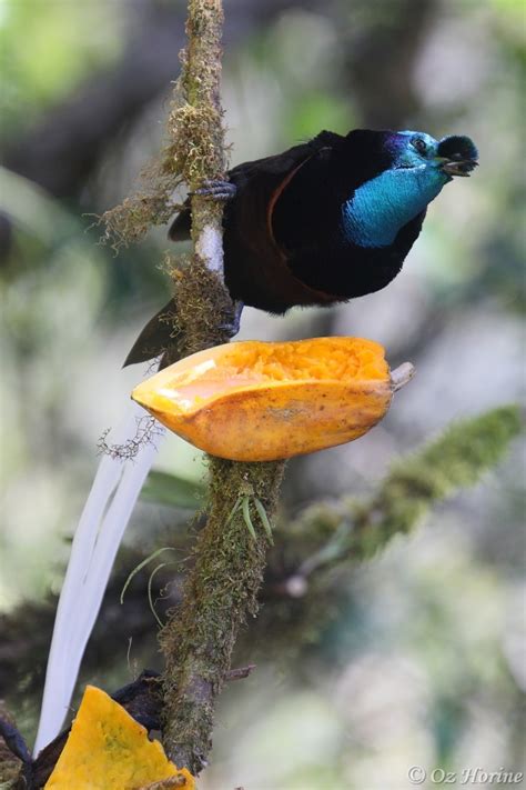 Australasia Bird Families Of The World