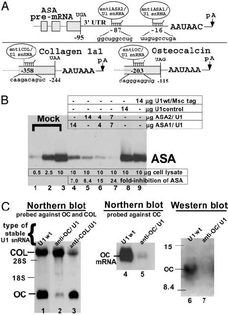 U1 snRNA transgenes target inhibition of endogenous genes. ( A ) The ... 