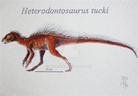 Heterodontosaurus Tucki By Pedrosalas On Deviantart