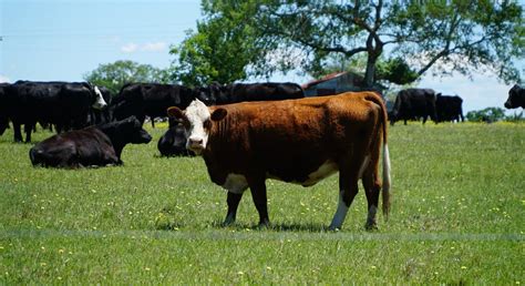 Proper Management To Reduce The Incidence Of Grass Tetany In Your Cattle Operation Morning Ag