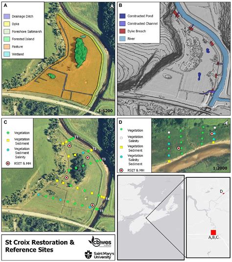 Frontiers | High sedimentation rates lead to rapid vegetation recovery ...