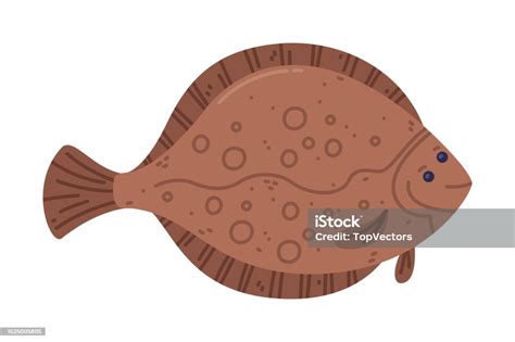 Plaice Flatfish As Seafood And Fresh Sea Product Vector Illustration