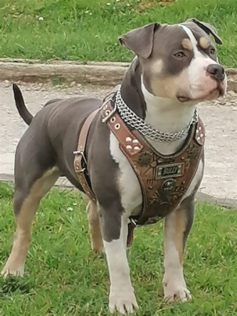 Arnés american bully American bully Arnes para perros Collares para