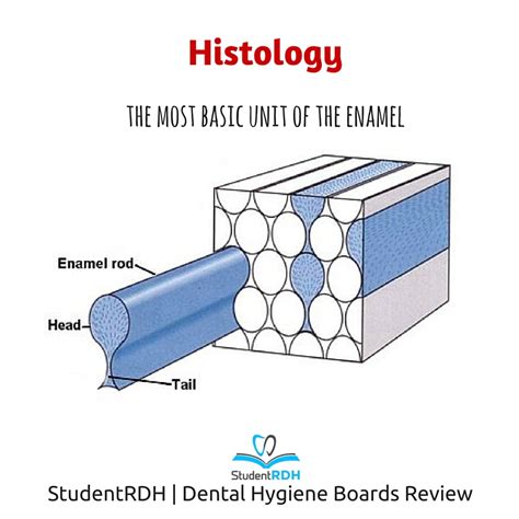 Q: The basic unit of the tooth enamel is the: - StudentRDH Blog