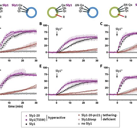 Helix α21 promotes Sly1 discrimination between cis and trans SNARE