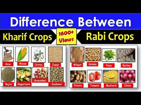 Difference Between Kharif And Rabi Crops Pardhaighar Youtube